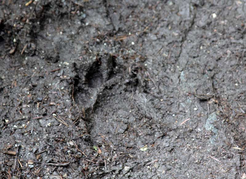 Bear track on the trail at Mendenhall