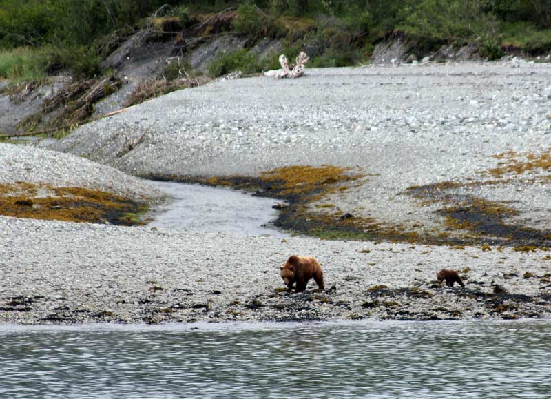Grizzly with a cub on edge of Glacier Bay