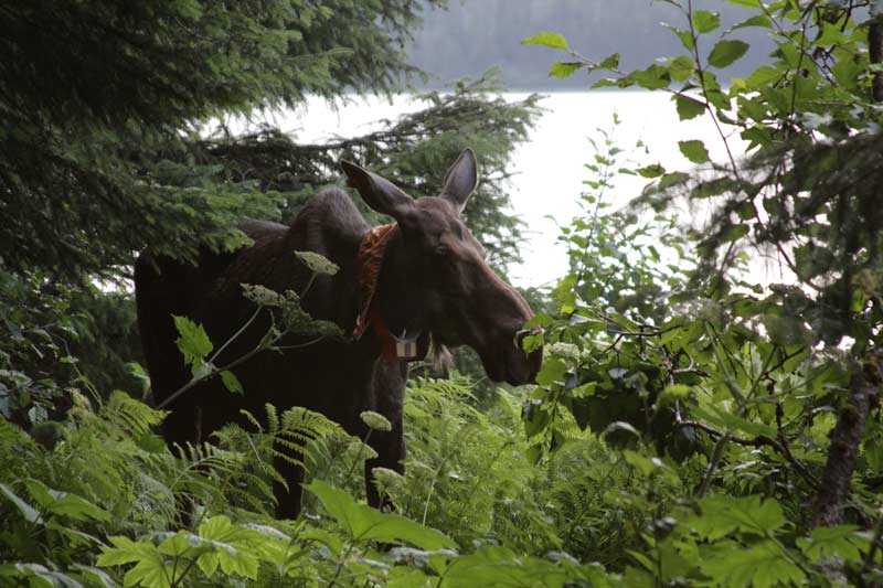 Moose along the path at Glacier Bay