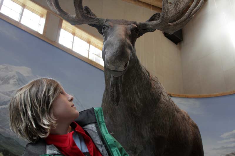Zac objects to moose nibbling
