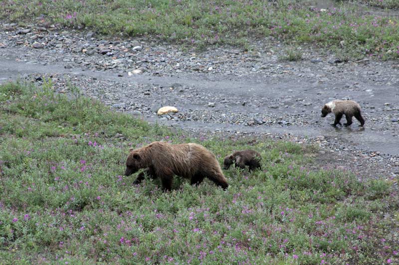 A grizzly with two cubs along the Wonder Lake Road