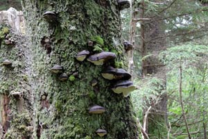 Mushroom condo