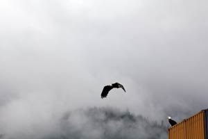 Juneau-EagleFlies