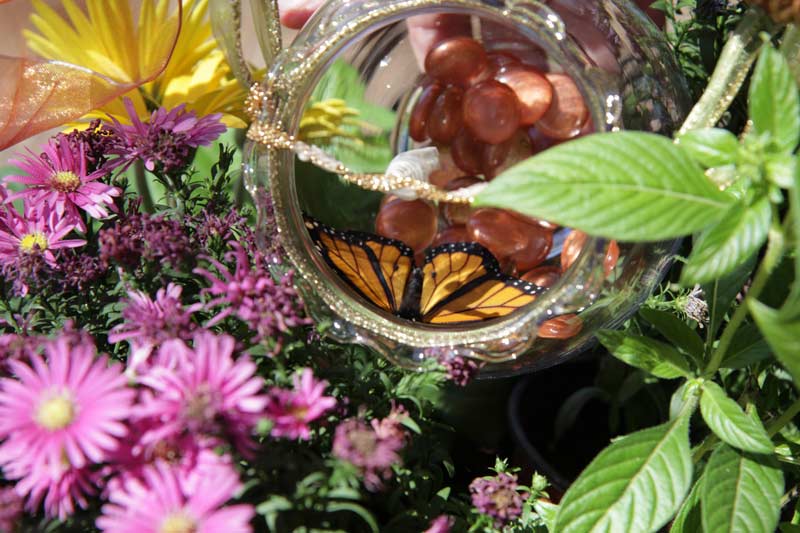 Butterfly in bowl