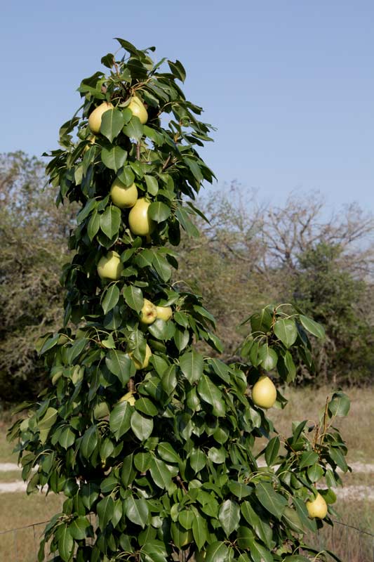 Pear tree south