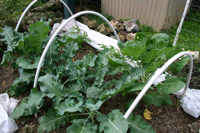 Broccoli, brussels sprouts and Italian parsley