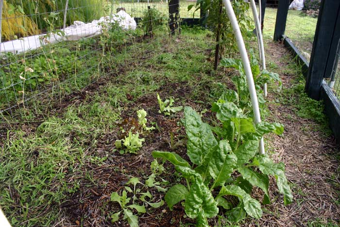 Chard, etc.