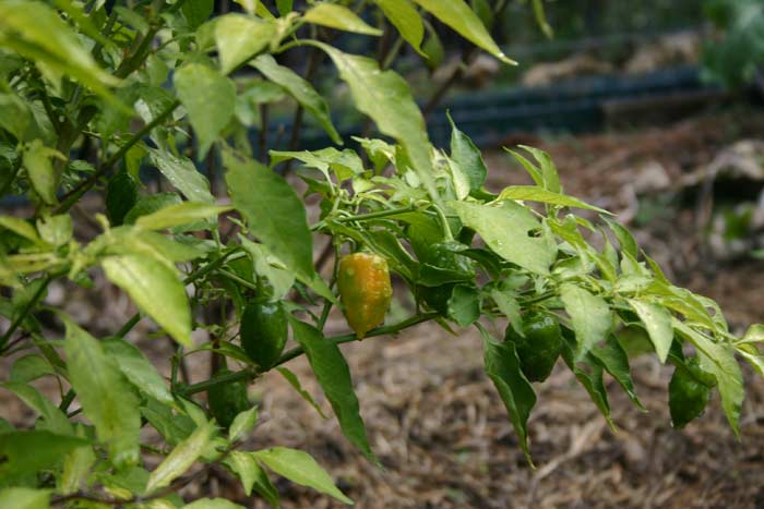 Habaneros