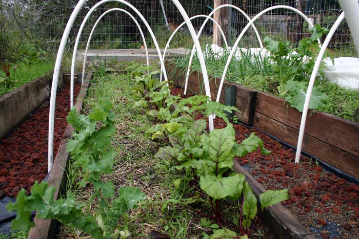 Lower garden with raised beds