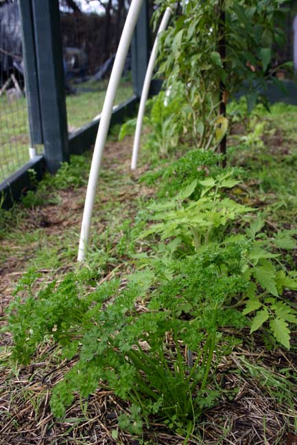 Parsley, etc.