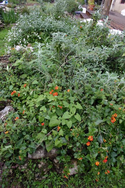 SE bed with lantana in bloom