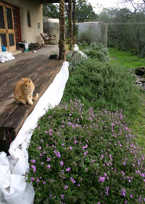 SW bed - purple flowers and Sawyer the cat