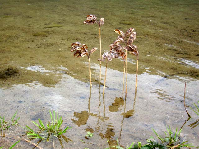 Water flowers