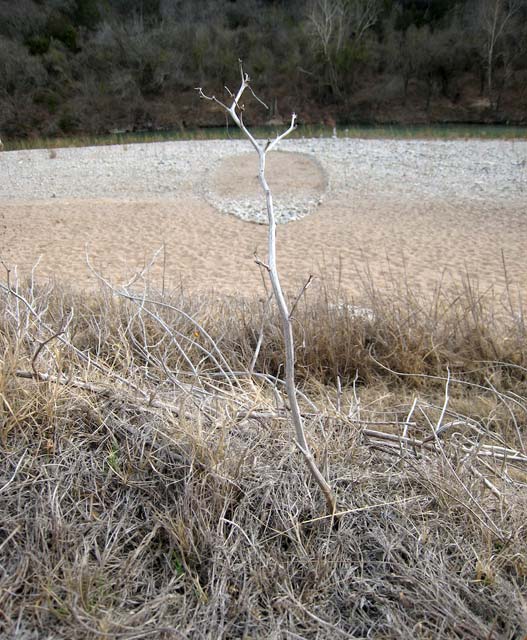 Circle with branch