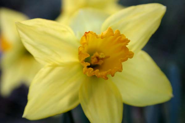 Daffodil close