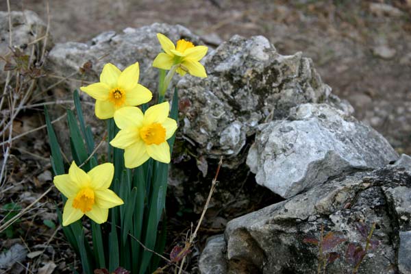 Daffodils with rocks
