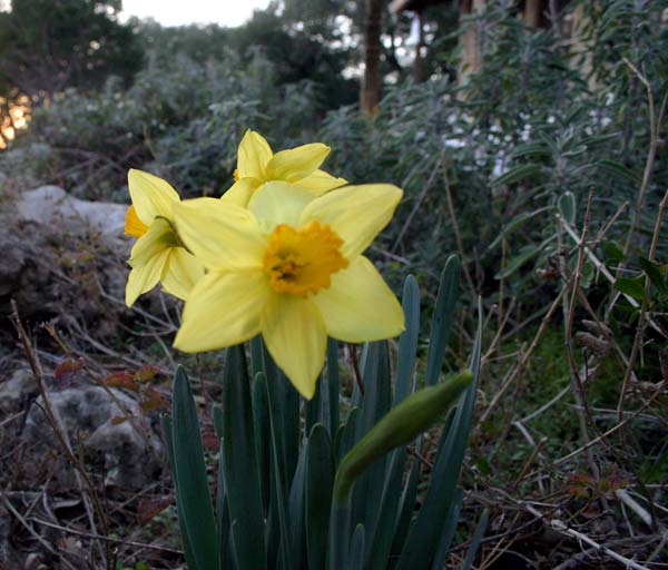 Daffodils with house