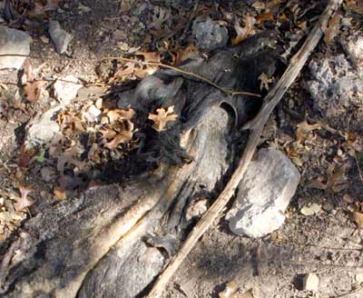 Butchered hog along the road