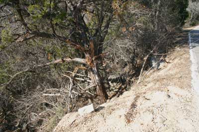 Tree that stopped a fall.