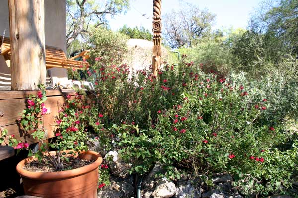 Blooming bougainvilla & salvia