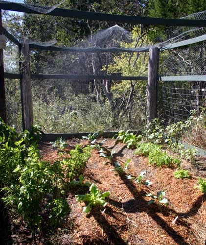 Watering the lower garden