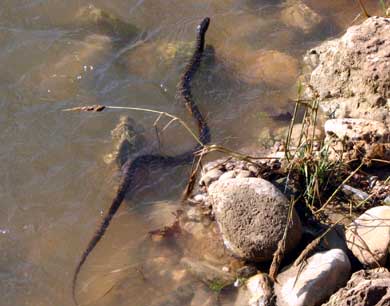 Snake at Hammett's Crossing