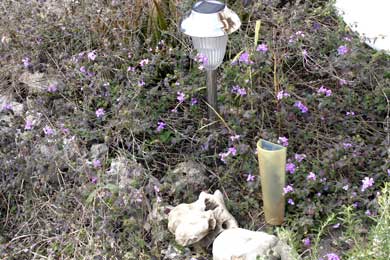 Purple flowers