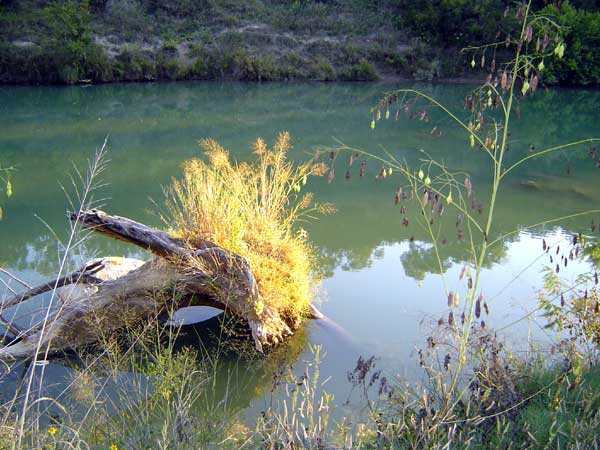 River stump with grasses.
