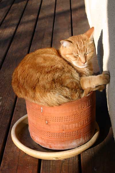 Cat in the pot - close.