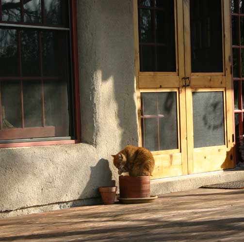 Cat in pot grooming.