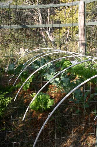 Lower garden with broccoli.