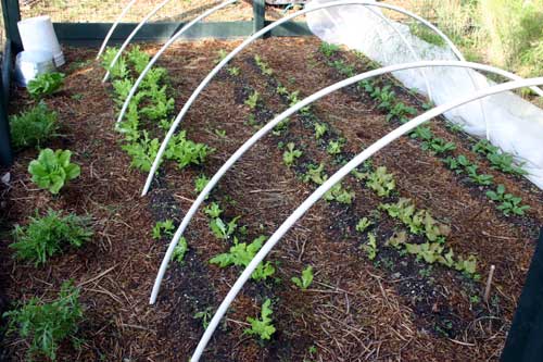 Upper garden with lettuce and spinach.